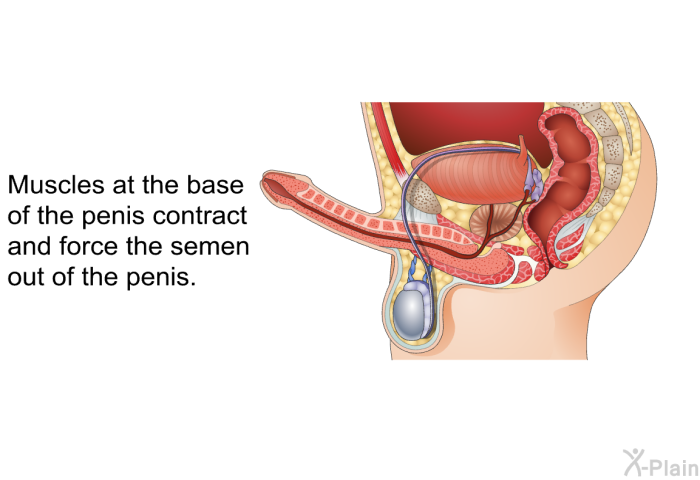 Muscles at the base of the penis contract and force the semen out of the penis.