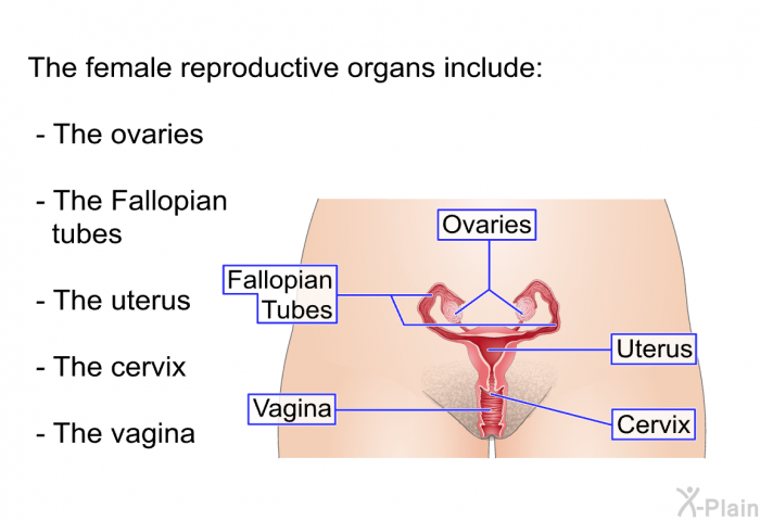 The female reproductive organs include:  The ovaries. The Fallopian tubes. The uterus. The cervix. The vagina.