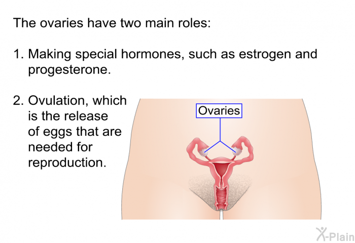 The ovaries have two main roles:  Making special hormones, such as estrogen and progesterone. Ovulation, which is the release of eggs that are needed for reproduction.