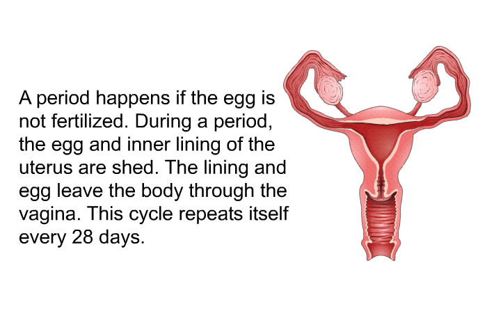 A period happens if the egg is not fertilized. During a period, the egg and inner lining of the uterus are shed. The lining and egg leave the body through the vagina. This cycle repeats itself every 28 days.