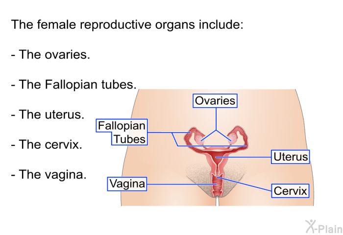 The female reproductive organs include:  The ovaries. The Fallopian tubes. The uterus. The cervix. The vagina.