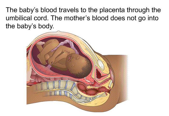 The baby's blood travels to the placenta through the umbilical cord. The mother's blood does not go into the baby's body.
