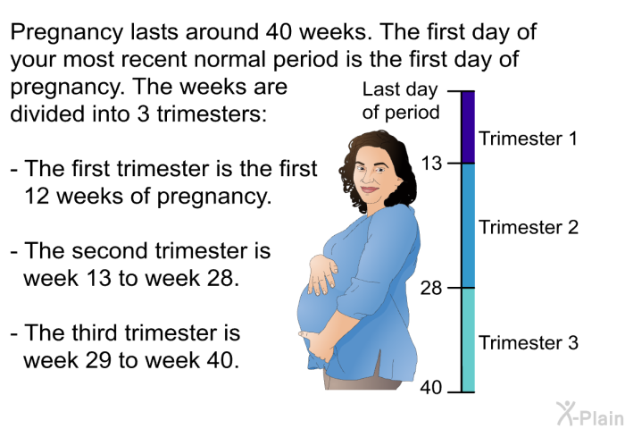 Pregnancy lasts around 40 weeks. The first day of your most recent normal period is the first day of pregnancy. The weeks are divided into 3 trimesters:  The first trimester is the first 12 weeks of pregnancy. The second trimester is week 13 to week 28. The third trimester is week 29 to week 40.