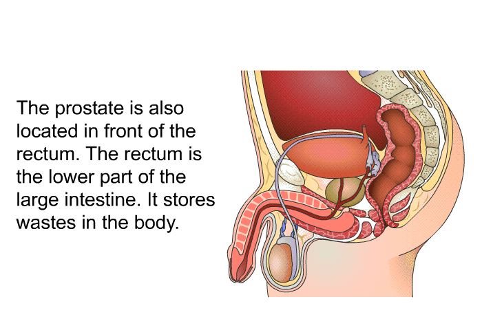 The prostate is also located in front of the rectum. The rectum is the lower part of the large intestine. It stores wastes in the body.