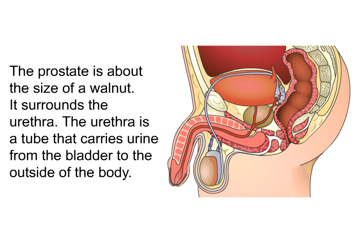 The prostate is about the size of a walnut. It surrounds the urethra. The urethra is a tube that carries urine from the bladder to the outside of the body.