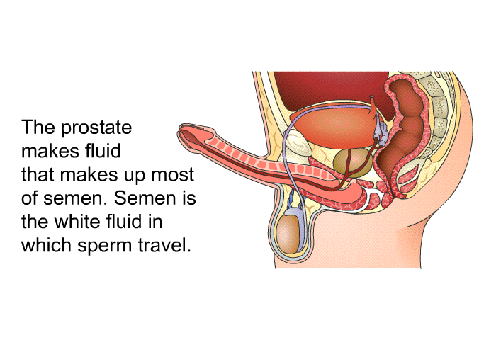 The prostate makes fluid that makes up most of semen. Semen is the white fluid in which sperm travel.