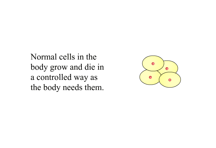 Normal cells in the body grow and die in a controlled way as the body needs them.