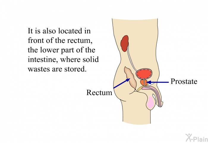 It is also located in front of the rectum, the lower part of the intestine, where solid wastes are stored.