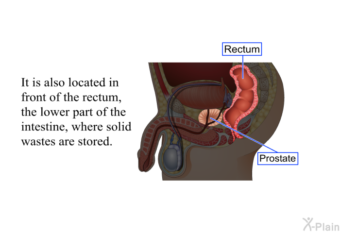 It is also located in front of the rectum, the lower part of the intestine, where solid wastes are stored.