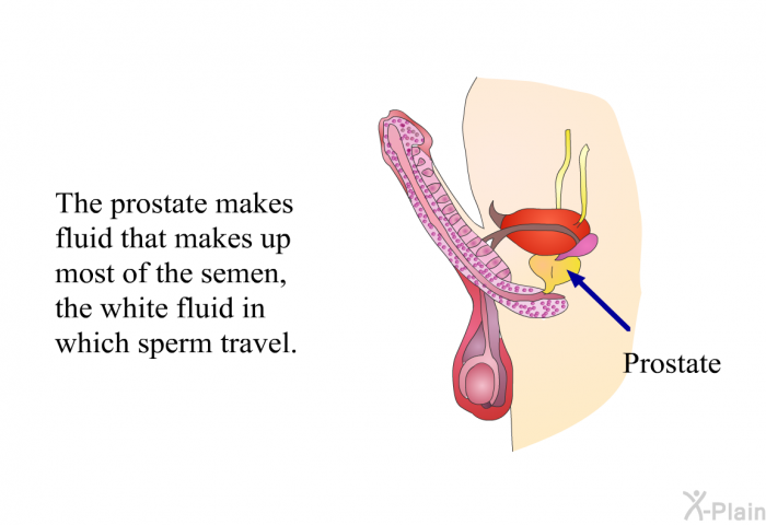 The prostate makes fluid that makes up most of the semen, the white fluid in which sperm travel.
