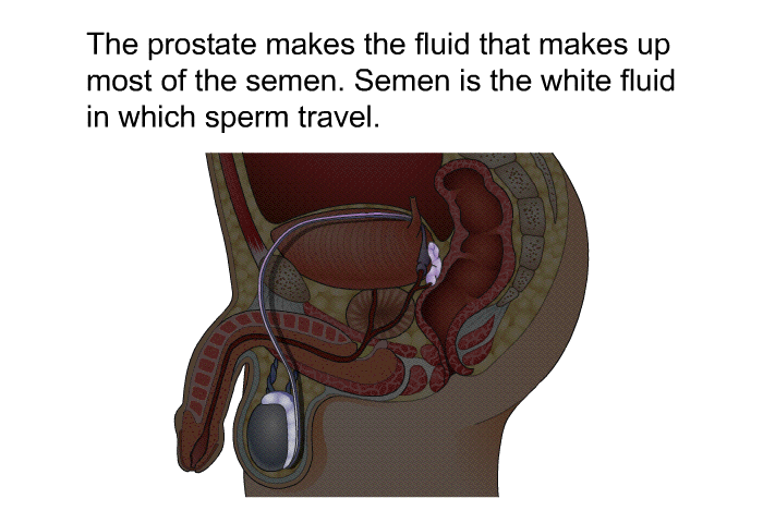 The prostate makes the fluid that makes up most of the semen. Semen is the white fluid in which sperm travel.
