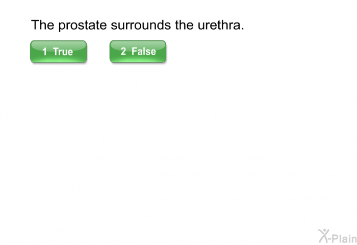 The prostate surrounds the urethra.