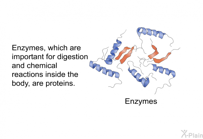 Enzymes, which are important for digestion and chemical reactions inside the body, are proteins.