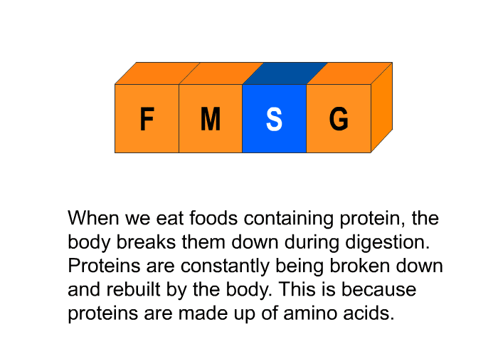 When we eat foods containing protein, the body breaks them down during digestion. Proteins are constantly being broken down and rebuilt by the body. This is because proteins are made up of amino acids.