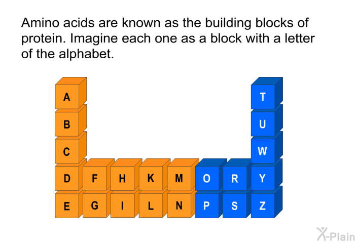 Amino acids are known as the building blocks of protein. Imagine each one as a block with a letter of the alphabet.