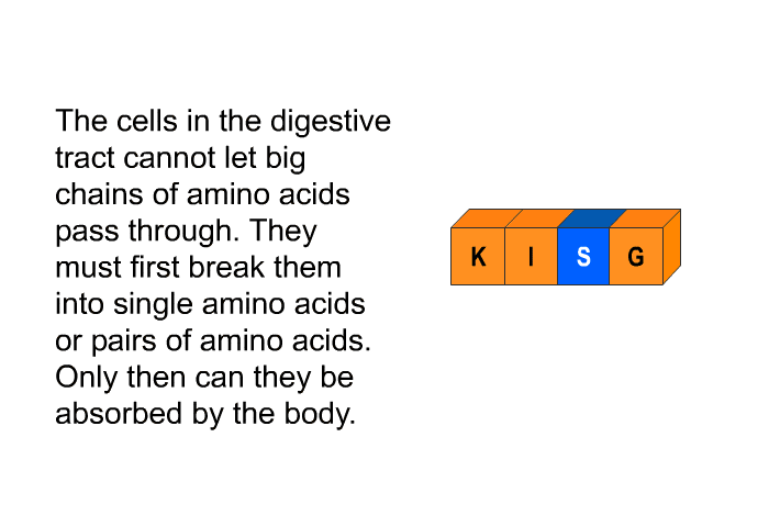 The cells in the digestive tract cannot let big chains of amino acids pass through. They must first break them into single amino acids or pairs of amino acids. Only then can they be absorbed by the body.