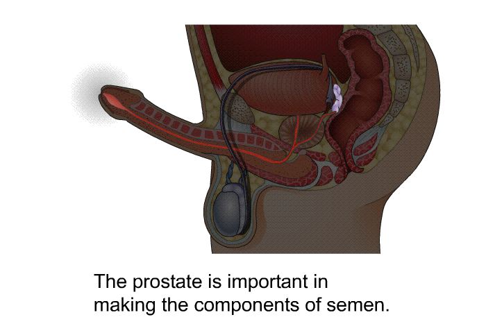 The prostate is important in making the components of semen.