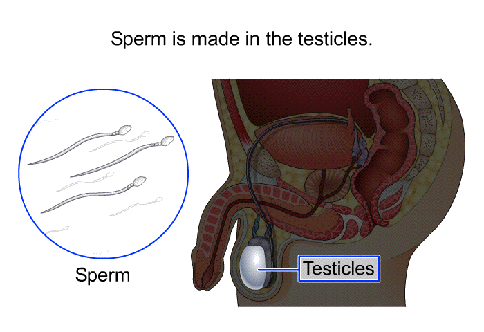 Sperm is made in the testicles.