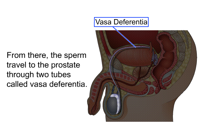 From there, the sperm travel to the prostate through two tubes called vasa deferentia.