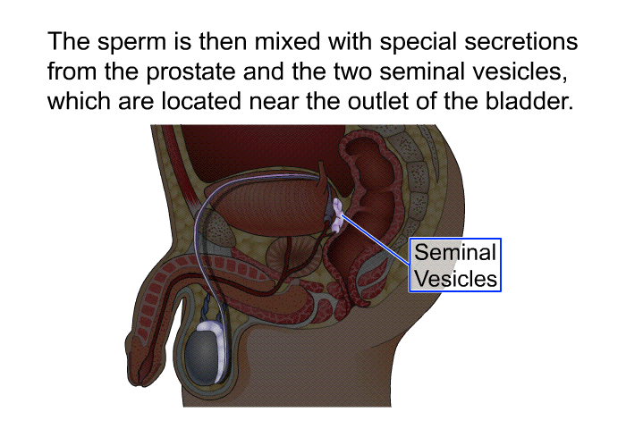 The sperm is then mixed with special secretions from the prostate and the two seminal vesicles, which are located near the outlet of the bladder.
