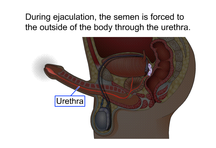 During ejaculation, the semen is forced to the outside of the body through the urethra.