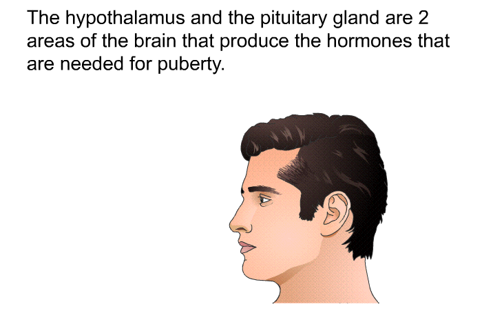 The hypothalamus and the pituitary gland are 2 areas of the brain that produce the hormones that are needed for puberty.
