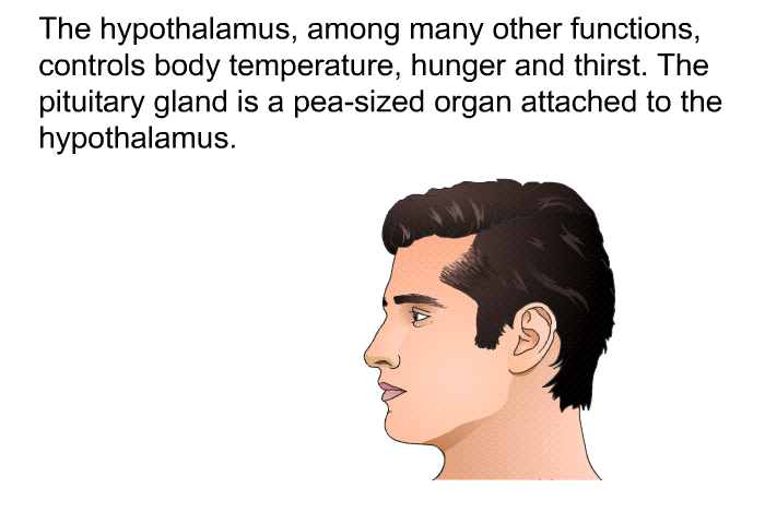 The hypothalamus, among many other functions, controls body temperature, hunger and thirst. The pituitary gland is a pea-sized organ attached to the hypothalamus.