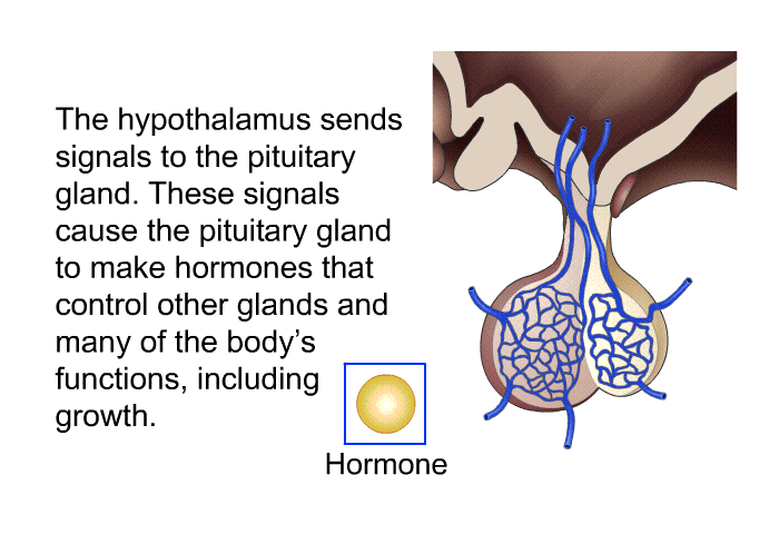The hypothalamus sends signals to the pituitary gland. These signals cause the pituitary gland to make hormones that control other glands and many of the body's functions, including growth.