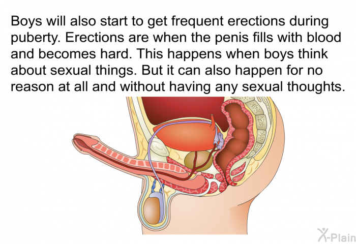 Boys will also start to get frequent erections during puberty. Erections are when the penis fills with blood and becomes hard. This happens when boys think about sexual things. But it can also happen for no reason at all and without having any sexual thoughts.