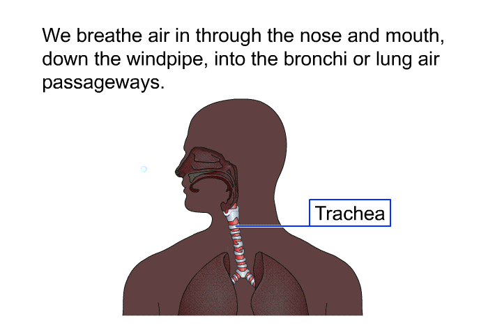 We breathe air in through the nose and mouth, down the windpipe, into the bronchi or lung air passageways.