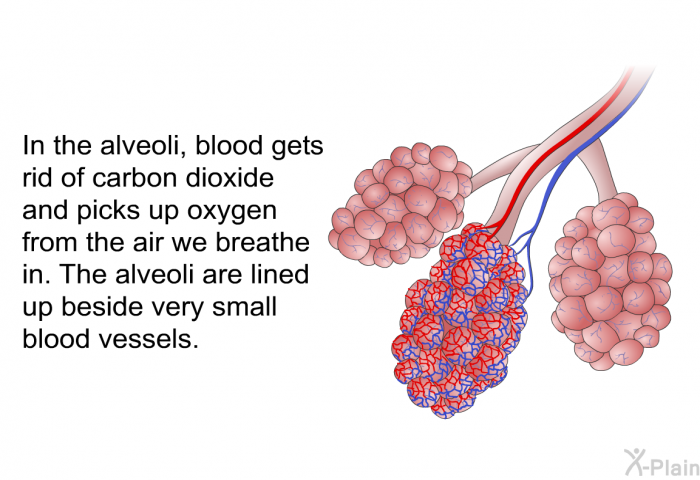 In the alveoli, blood gets rid of carbon dioxide and picks up oxygen from the air we breathe in. The alveoli are lined up beside very small blood vessels.