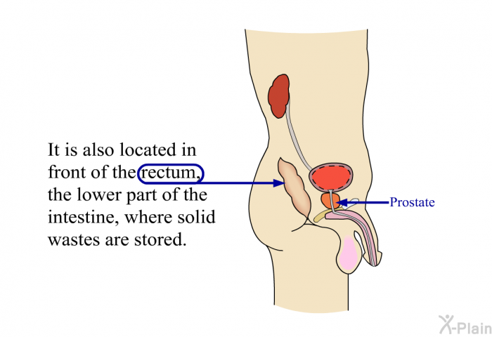 It is also located in front of the rectum, the lower part of the intestine, where solid wastes are stored.