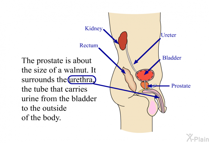 The prostate is about the size of a walnut. It surrounds the urethra, the tube that carries urine from the bladder to the outside of the body.