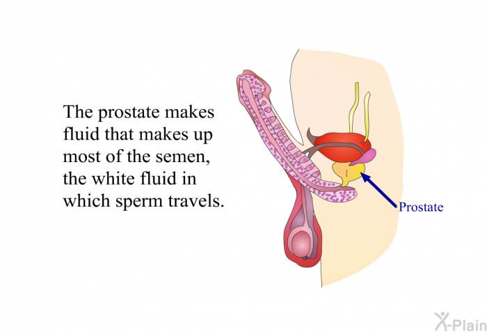 The prostate makes fluid that makes up most of the semen, the white fluid in which sperm travels.