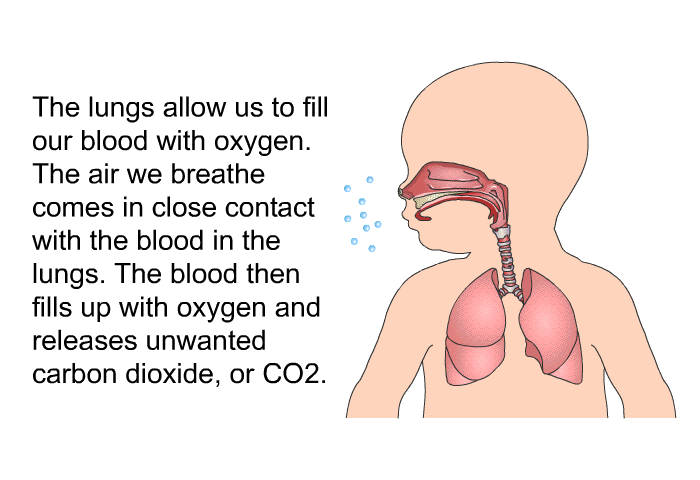 The lungs allow us to fill our blood with oxygen. The air we breathe comes in close contact with the blood in the lungs. The blood then fills up with oxygen and releases unwanted carbon dioxide, or CO<SUB>2</SUB>.