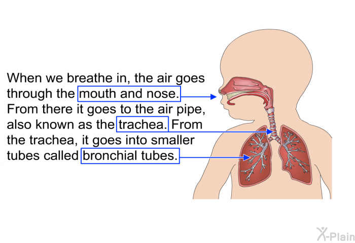 When we breathe in, the air goes through the mouth and nose. From there it goes to the air pipe, also known as the trachea. From the trachea, it goes into smaller tubes called bronchial tubes.