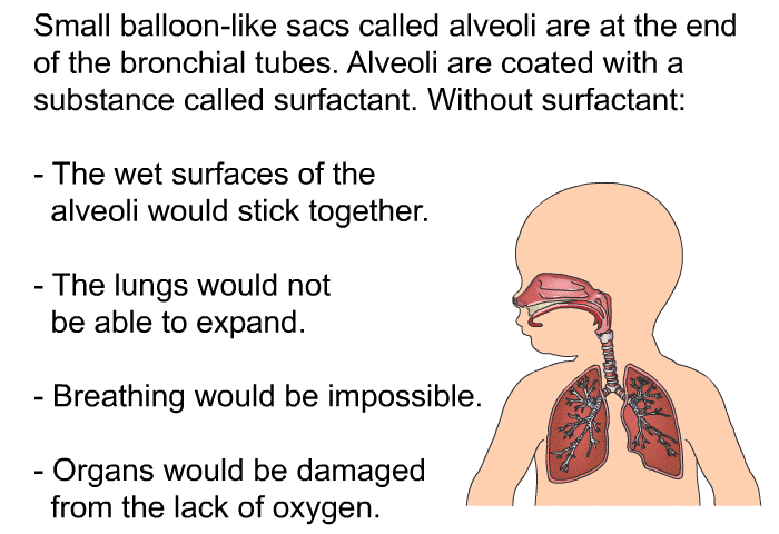 Small balloon-like sacs called alveoli are at the end of the bronchial tubes. Alveoli are coated with a substance called surfactant. Without surfactant:  The wet surfaces of the alveoli would stick together. The lungs would not be able to expand. Breathing would be impossible. Organs would be damaged from the lack of oxygen.
