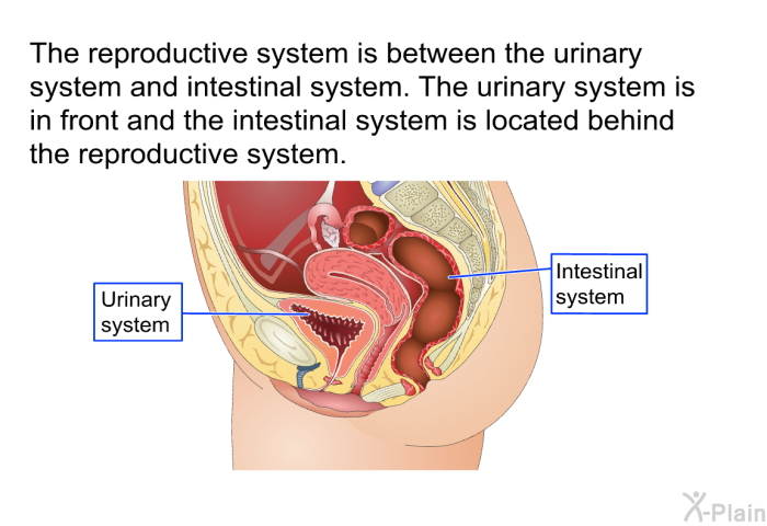 The reproductive system is between the urinary system and intestinal system. The urinary system is in front and the intestinal system is located behind the reproductive system.