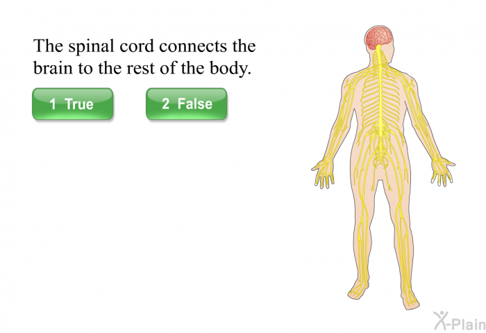 The spinal cord connects the brain to the rest of the body. Press True or False