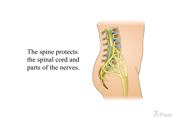 The spine protects the spinal cord and parts of the nerves.