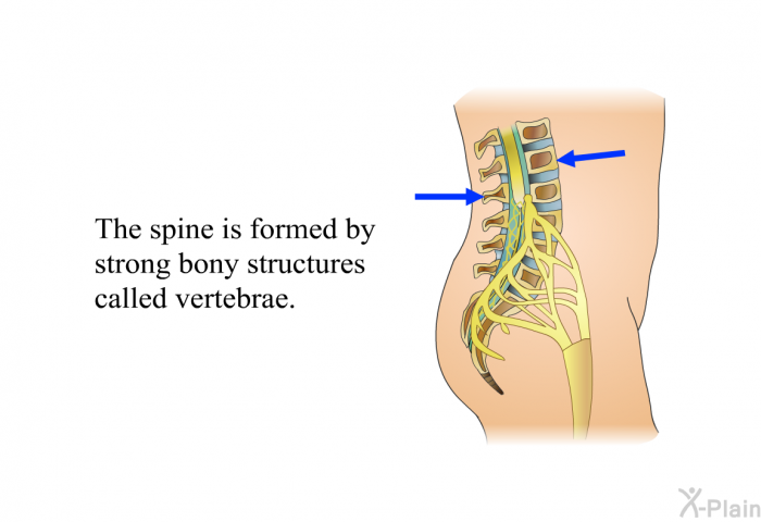 The spine is formed by strong bony structures called vertebrae.