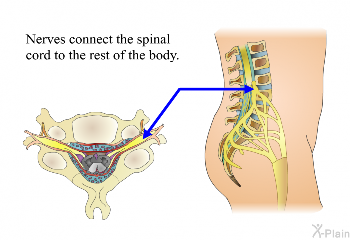 Nerves connect the spinal cord to the rest of the body.