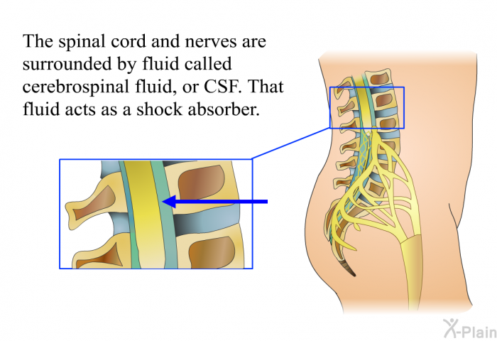 The spinal cord and nerves are surrounded by fluid called cerebrospinal fluid, or CSF. That fluid acts as a shock absorber.