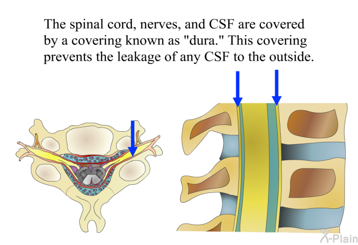 The spinal cord, nerves, and CSF are covered by a covering known as “dura.” This covering prevents the leakage of any CSF to the outside.