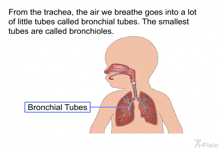From the trachea, the air we breathe goes into a lot of little tubes called bronchial tubes. The smallest tubes are called bronchioles.