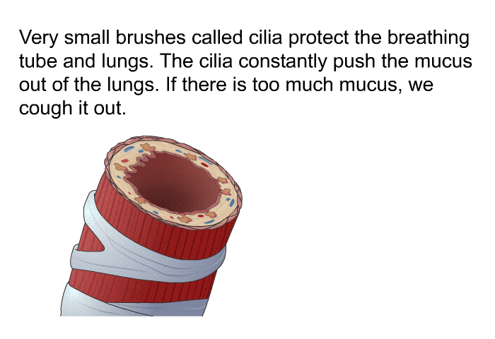 Very small brushes called cilia protect the breathing tube and lungs. The cilia constantly push the mucus out of the lungs. If there is too much mucus, we cough it out.