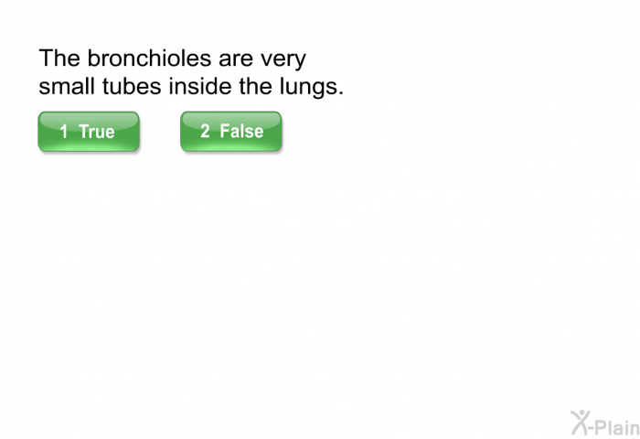 The bronchioles are very small tubes inside the lungs.