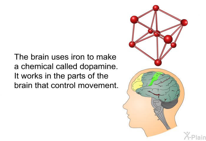 The brain uses iron to make a chemical called dopamine. It works in the parts of the brain that control movement.