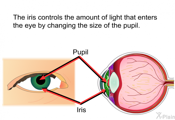 The iris controls the amount of light that enters the eye by changing the size of the pupil.