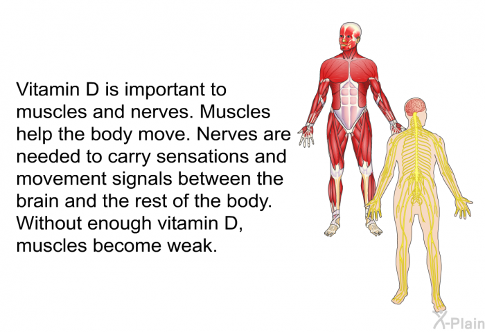 Vitamin D is important to muscles and nerves. Muscles help the body move. Nerves are needed to carry sensations and movement signals between the brain and the rest of the body. Without enough vitamin D, muscles become weak.